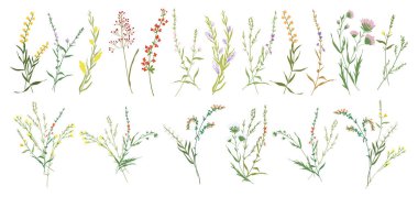 Botanik çiçekleri açsın. Dallar, yapraklar, bitkiler, yabani bitkiler, çiçekler. Bahçe, çayır, saha elementleri. Toplama yaprağı, yeşillik. Çiçek vektör çizimi beyaz arkaplanda izole edildi