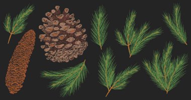 Noel Ağacı dalı ve konisi koleksiyonu. Yeni yıl tebeşir kalem dokusu dalları ayarlandı. Çam, köknar ağacı ladin koni dekorasyonu el yapımı grafik elementler. Çizgi film karalama vektör çizimi