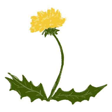 Tebeşir ya da karahindiba çiçeği. Botanik çiçeğinin yapraklı ağaç dalı. El yapımı bahçe çayırı sarı kır çiçeği bitkisi. Serbest ve klasik kalem desenli vektör çizimi izole edildi