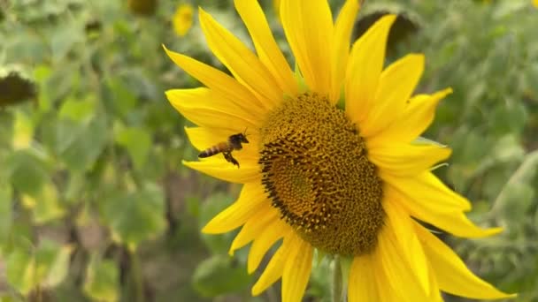 Cute Bee Collecting Honey Yellow Sunflower Video Blurry Green Background — Video