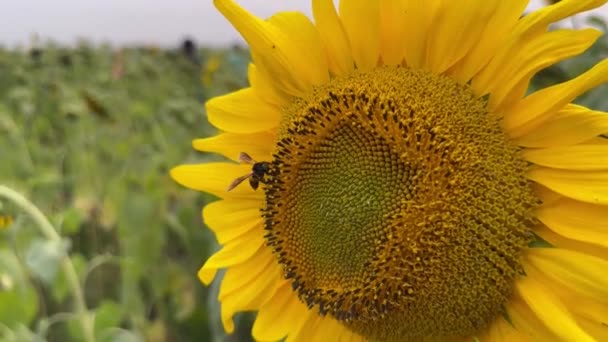 Vackra Flyger Och Samla Honung Från Solros Närbild Video Bumble — Stockvideo