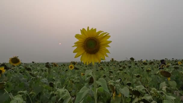 Flowers Moving Wind Beautiful Sunflower Field Sunset Landscape View Pedestrians — Stockvideo