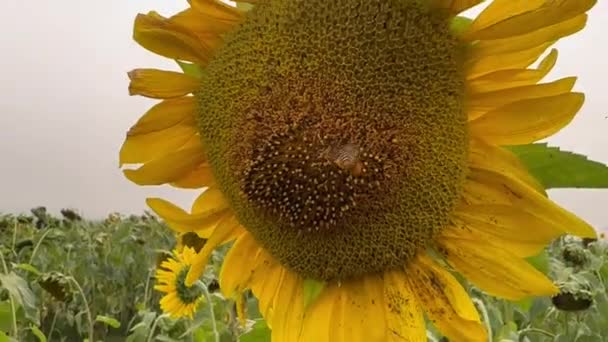 Bee Collecting Pollen Sunflower Video Small Bumble Bees Flying Collecting — Video