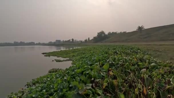 大池塘景观4K视频在池塘河岸与水仙花植物 乡村湖景4K镜头 没有花的美丽的水仙花植物在河边或池塘岸边 — 图库视频影像