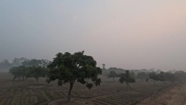 나무와 하늘을 배경으로 비디오를 있습니다 날씨와 동남아시아의 마을에서는 정원에서의 경험이 — 비디오