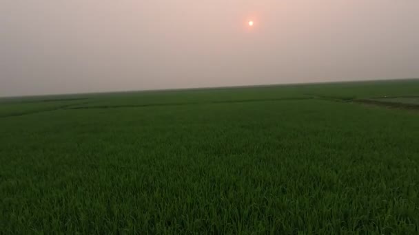 美丽的绿色田野和日落的画卷视频 绿稻田自然景观在农村地区4K片断 黄昏时分 景色美丽的稻田 日落4K视频 — 图库视频影像