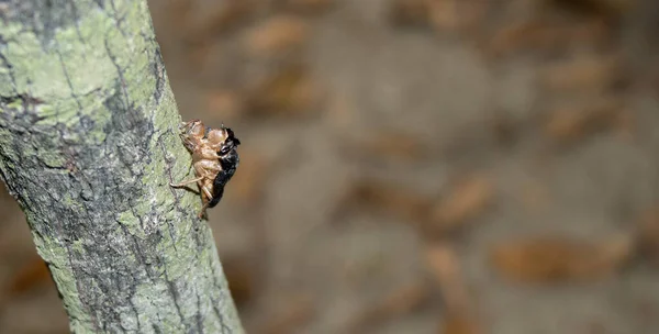 A cute small Cicada close-up shot. Black Cicada sitting on a tree branch. Wildlife insects on a tree branch with bright lights. Macro Cicada insect sitting on a branch with a blurry background.