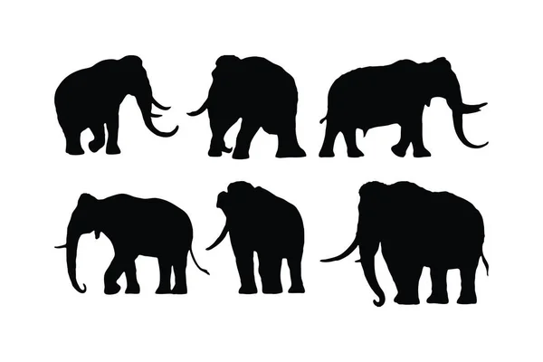 Stor Elefant Promenader Siluett Samling Vit Bakgrund Enorm Elefant Siluett — Stock vektor