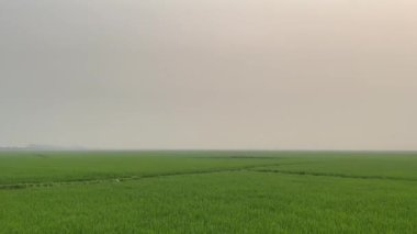 Gökyüzü ve yeşil çeltik tarlası ufkuyla akşam ve gün batımı görüntüleri. Çiftlik arazisindeki güzel günbatımı hava manzarası güzel manzara videosu. Çiftçi otlağının üzerinde gün batımı. Alacakaranlık Yeşil çayırda