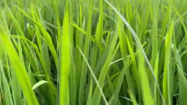 Hora Anoitecer Campo Verde Arrozais Pôr Sol Sobre Pasto Agricultor — Vídeo de Stock