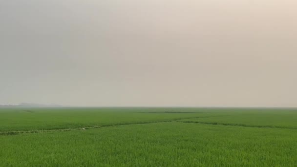 Avond Zonsondergang Beelden Met Lucht Groene Rijstveld Horizon Prachtig Zonsondergang — Stockvideo