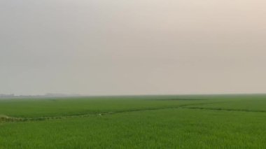 Yeşil çayır 4K görüntülerinde alacakaranlık vakti. Yeşil çeltik tarlasıyla akşam ve gün batımı görüntüleri. Çiftçi otlağının üzerinde gün batımı. Çiftlik arazisinde güzel günbatımı hava manzarası güzel manzara videosu.