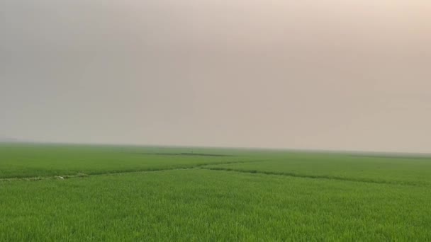 Dusk Time Green Meadow Footage Evening Sunset Footage Green Paddy — Stock Video