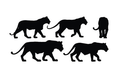Aslan farklı pozisyonlarda yürüyor, siluet ayarlı vektör. Beyaz arka planda yetişkin aslan silueti koleksiyonu. Aslan, kaplan ve büyük kediler gibi etobur hayvanlar..