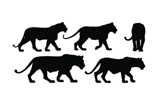 Lion Walking Different Positions Silhouette Set Vector Adult Lion Silhouette — Stock Vector