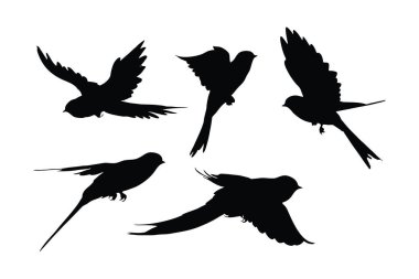 Uçan siluet demetini yutuyor. Beyaz arka planda Vahşi Kırlangıç vektör tasarımı. Güzel kuş uçan siluet kümesi vektörü. Farklı konumlardaki küçük kuş siluet koleksiyonu.