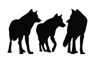 Wolves walking in different positions, silhouette set vector. Adult wolf silhouette collection on a white background. Wild carnivorous animals like wolves and coyotes, full body silhouette bundles. clipart