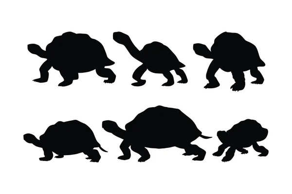 Żółw Idzie Różnych Pozycjach Sylwetka Ustawiona Wektor Duża Kolekcja Sylwetek — Wektor stockowy