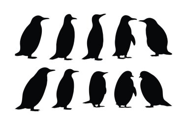 Beyaz arka planda duran sevimli penguen silueti. Uçamayan vahşi kuş silueti demeti tasarımı. Otçul penguenler farklı yerlerde duruyorlar. Penguen tüm vücut siluet koleksiyonu