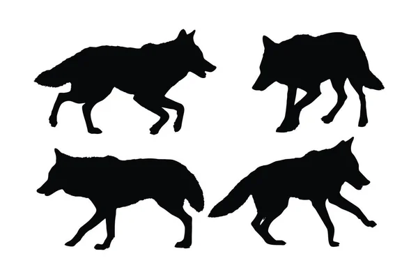白い背景に野生のコヨーテ歩行シルエットセットベクトル カーニヴォア野生オオカミシルエットバンドルデザイン 歩行をCooyoteと異なる位置に立っている ウルフフルボディシルエットコレクション — ストックベクタ