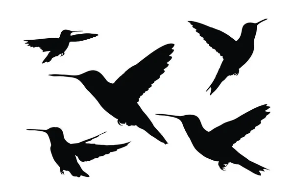 Gyönyörű Kolibri Repülő Sziluett Készlet Fehér Háttér Vad Kolibri Sziluett — Stock Vector