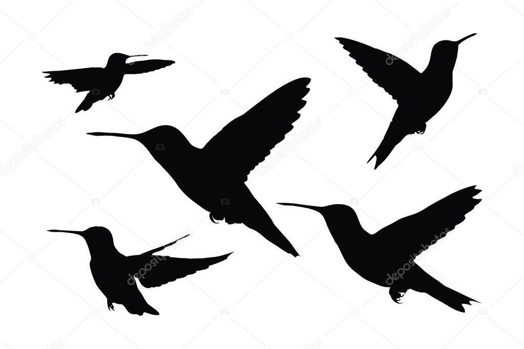 Beautiful hummingbird flying silhouette set on a white background. Wild hummingbird silhouette bundle design. Cute little birds flying in different positions. Fowl full body silhouette collection.