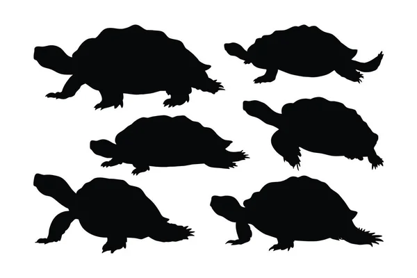 Sea Creatures Reptiles Turtles Walking Different Positions Wild Turtle Standing — Stock Vector