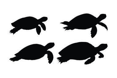Kaplumbağa tüm vücut silueti koleksiyonu. Vahşi kaplumbağa farklı pozisyonlarda yüzüyor. Deniz yaratıkları ve kaplumbağalar gibi sürüngenler, beyaz arka planda siluetler. Güzel kaplumbağa silueti..