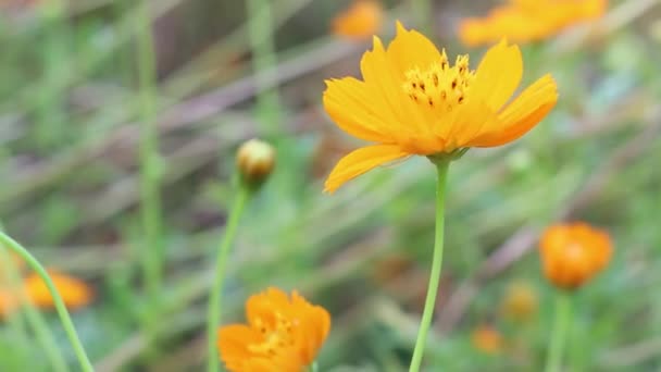 Sülfür Kozmosu Bahçedeki Çiçekli Yakın Çekim Görüntüleri Kozmos Çiçeği Bir — Stok video