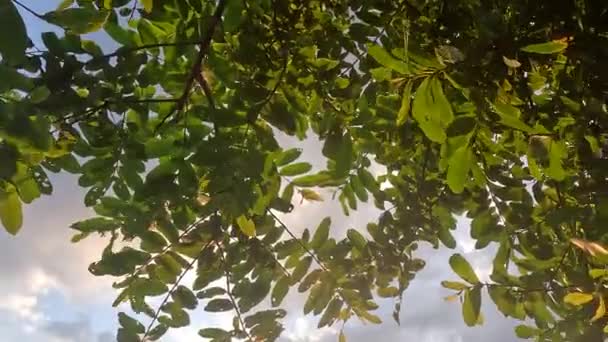가지와 하늘과 아름다운 시간에 빛나는 햇빛이 빛나는 시간에 지점과 클라우드 — 비디오