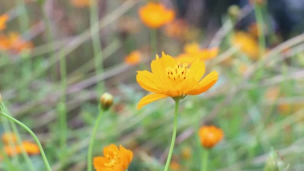Bela Flor Amarela Jardim Perto Tiro Fundo Embaçado Cosmos Flor — Vídeo de Stock