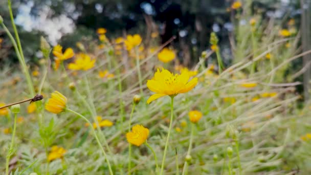美丽的黄色硫磺宇宙花朵在一个花园4K视频 宇宙的花朵在模糊的背景上飘扬在空中 黄花凋谢花蕾的花园景致 — 图库视频影像