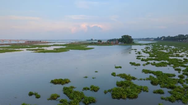 Річка Тече Зеленому Середовищі Водяні Гіацинти Плавають Річці Люди Живуть — стокове відео