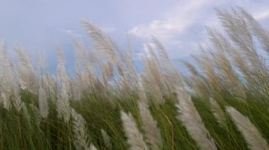 Güneşli bulutlu gökyüzünde vahşi şeker kamışı, Kaşınan veya Saccharum spontanyum çiçeği rüzgarda sallanıyor, sonbahar tarlasında rüzgarda sallanan beyaz Saccharum spontanyum çiçeği