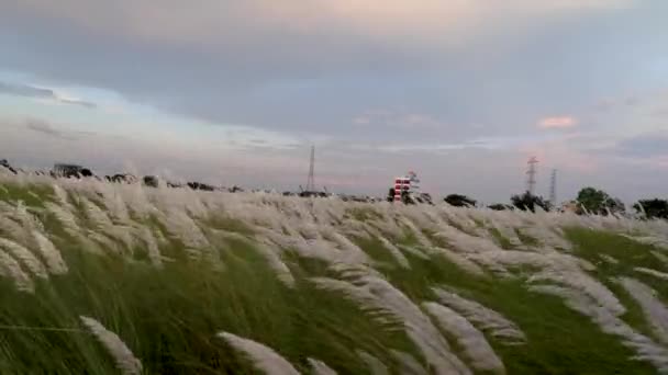 White Saccharum Spontaneum Flower Swaying Wind Autumn Field Wild Sugarcane — Stock Video