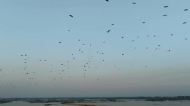 Mavi gökyüzünde uçan karabatak kuşları göçmen kuş sürüleri, karabatak sürüleri. Siyah göçmen kuşların silueti, nehirde uçan bir grup karabatak.