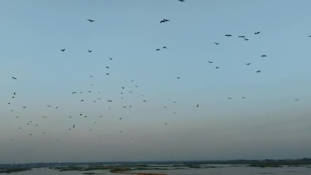 渡り鳥の群れ コルモラントが形成に飛んでいる 黒い渡り鳥のシルエット 川の上を飛ぶコルモラントのグループ 青空を飛んでいるコルモラントの鳥のクラスター — ストック動画