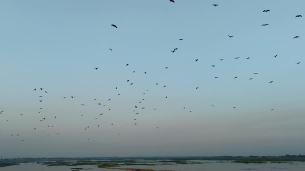 Gromady Kormoranów Latające Błękitnym Niebie Stada Ptaków Wędrownych Kormorany Latające — Wideo stockowe