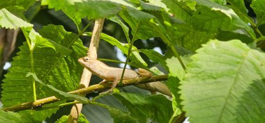 Ağacın dalında oturan bir kertenkele ağaçtaki bir dala sakince tünemiş ve çevresini gözlemliyordu..