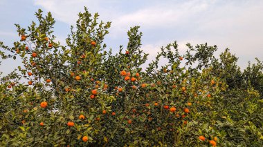 In a picturesque orchard, orange trees hang heavy with ripe, juicy fruit, basking in the warm glow of a clear late afternoon sky clipart