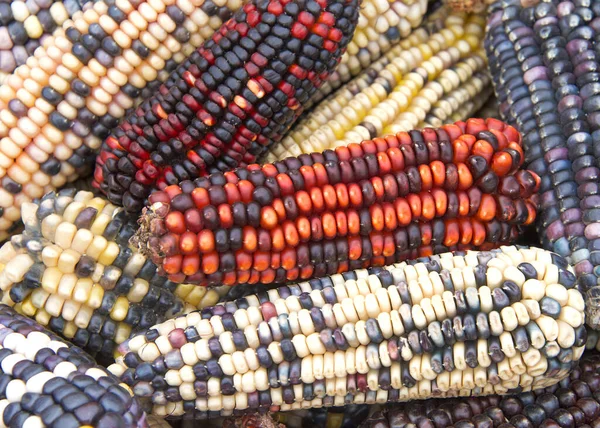 Фон Изображения Индийской Кукурузы Початке Уши Разноцветными Зернами Всплывают Всевозможных — стоковое фото