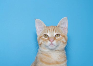 Bir turuncu ve beyaz tekir kedinin portresi doğrudan izleyiciye bakıyor. Yorgun bir ifade. Kopyalama alanı olan yeşil arkaplan.