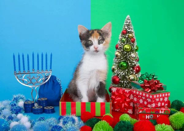 Привабливе Кошеня Сидить Між Меню Хануки Блакитними Свічками Поруч Різдвяним — стокове фото