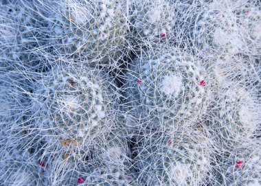 Mammillaria geminispina, kaktüs familyasından bir kaktüs türü..