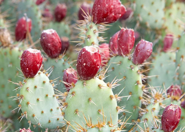 Close up of Prickly Pear cactus fruit on the cacti. The fruit of prickly pears is edible, but it must be peeled carefully to remove the small spines on the outer skin before consumption.