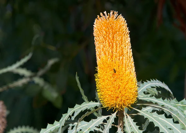 Hairpin Banksia Flor Cone Crescendo Para Cima Partir Dos Galhos — Fotografia de Stock