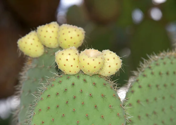 Nahaufnahme Von Kaktusfrüchten Auf Den Kakteen Die Früchte Der Kaktusfeigen — Stockfoto