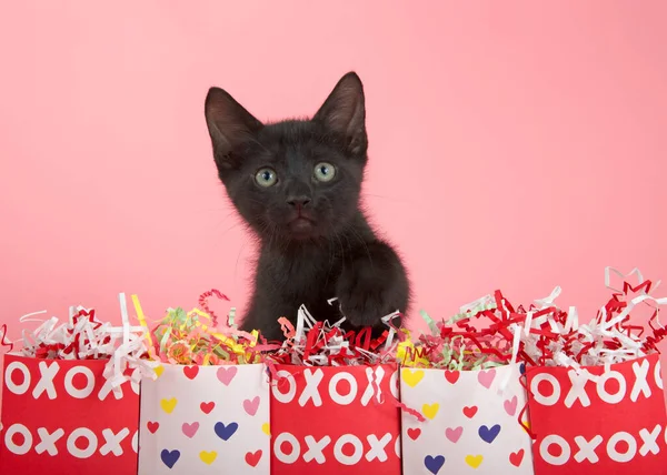 Close One Black Kitten Reaching Row Valentine Day Holiday Bags — Stock Photo, Image