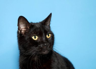 Kafası izleyicilere dönük, uzaktan bakan sevimli siyah bir kedi yavrusunun portresi. Kopyalama alanı olan mavi arkaplan.