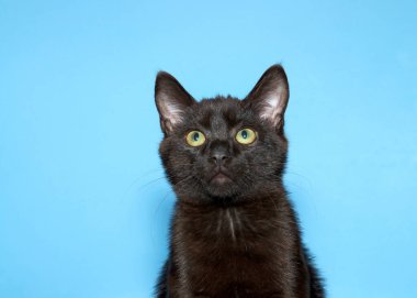Sevimli siyah bir kedi yavrusunun portresi. Kafası eğik, yukarı bakıyor. Kopyalama alanı olan mavi arkaplan.